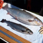 In Approving transgenic Salmon Eggs, Canada has been grossly or criminally negligent