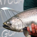 Did the Canadian Government Break the Law by Approving GE Salmon?